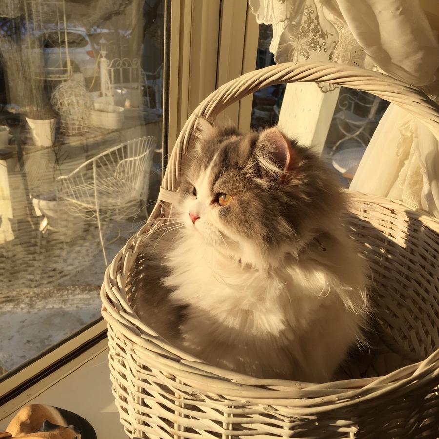 Mt Fuji Cat&Dog&Spa Pension Blue Poppy Фудзикавагутико Экстерьер фото