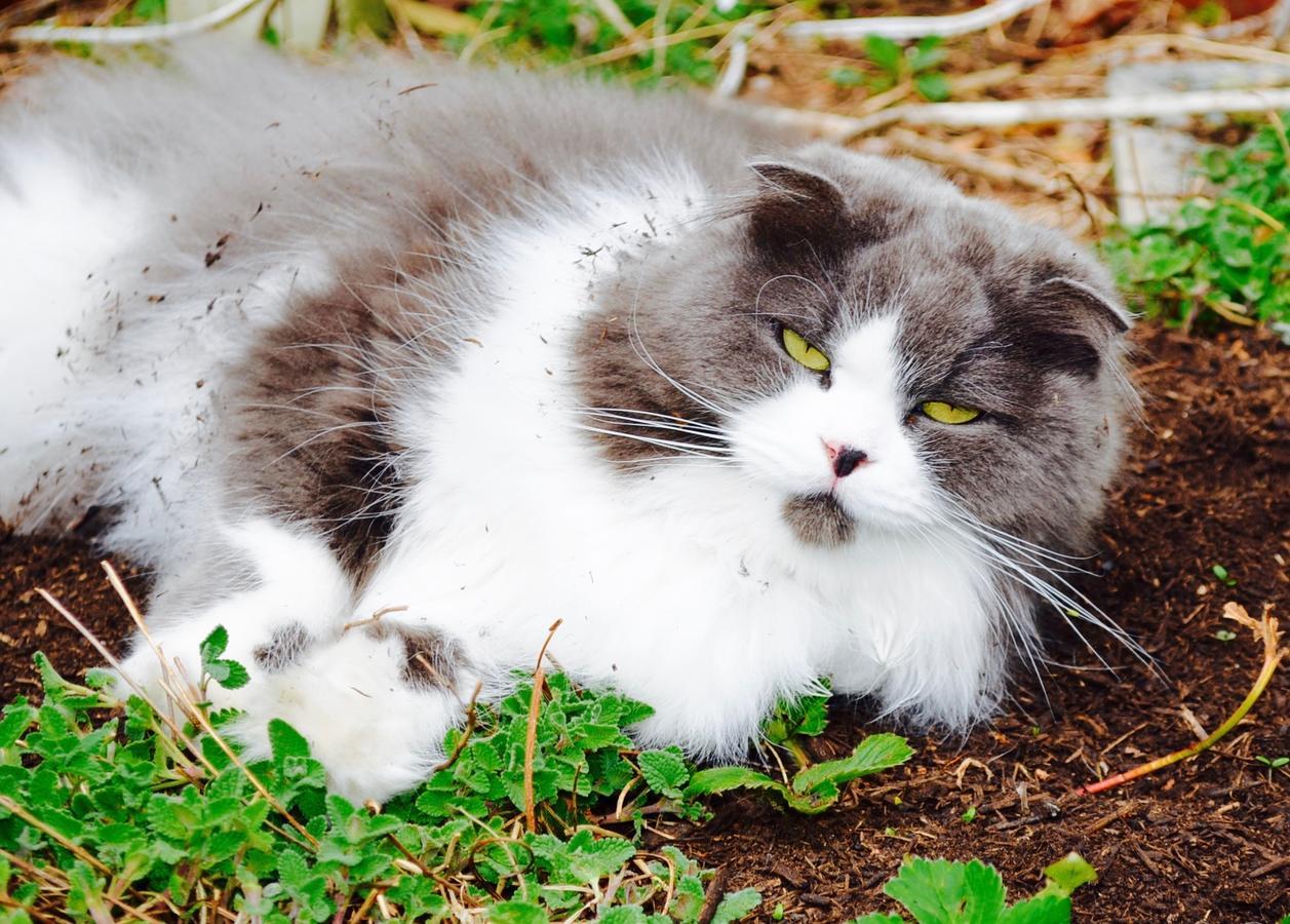 Mt Fuji Cat&Dog&Spa Pension Blue Poppy Фудзикавагутико Экстерьер фото