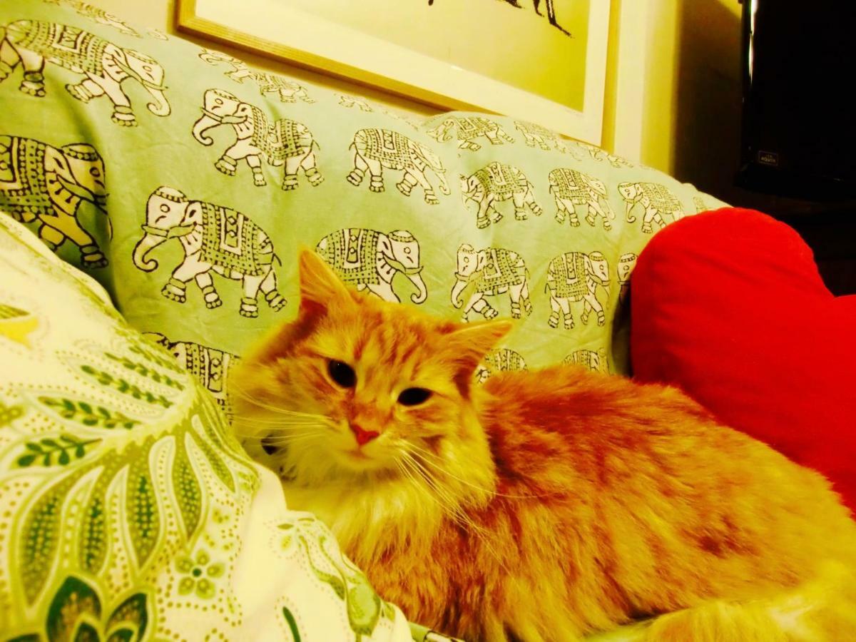 Mt Fuji Cat&Dog&Spa Pension Blue Poppy Фудзикавагутико Экстерьер фото