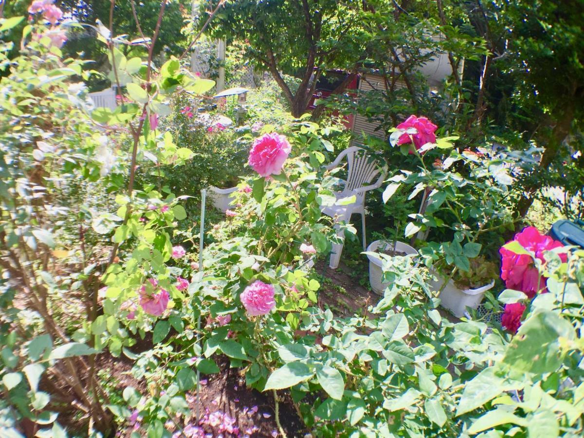 Mt Fuji Cat&Dog&Spa Pension Blue Poppy Фудзикавагутико Экстерьер фото
