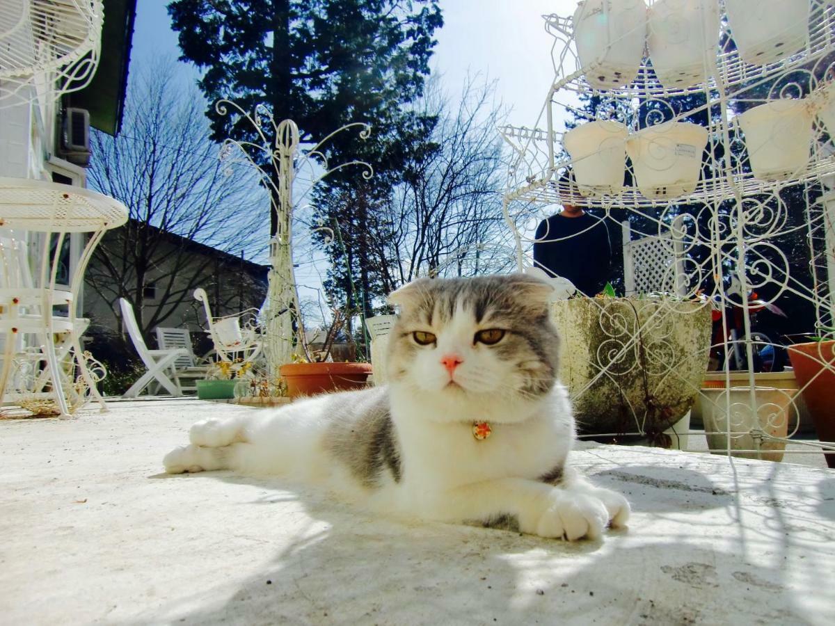 Mt Fuji Cat&Dog&Spa Pension Blue Poppy Фудзикавагутико Экстерьер фото